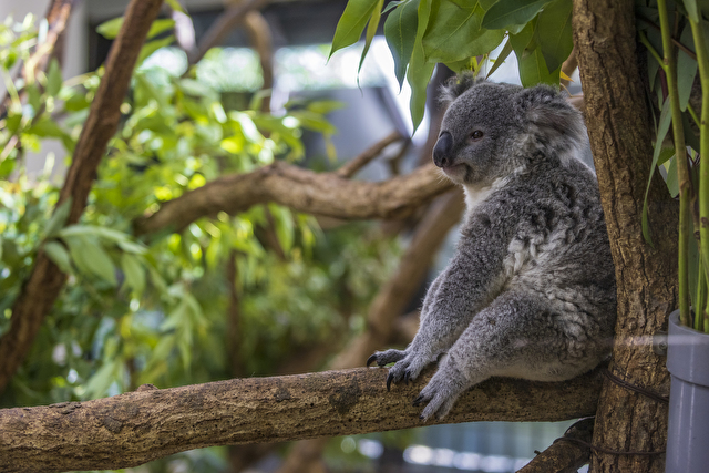 オーストラリアでコアラと出会える動物園