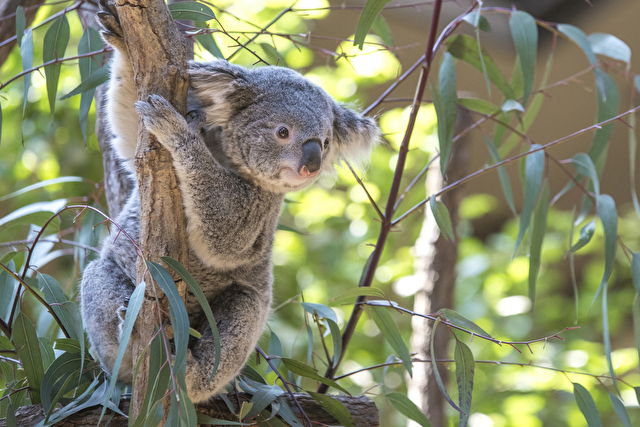 オーストラリア固有の動物と絶滅危惧種について